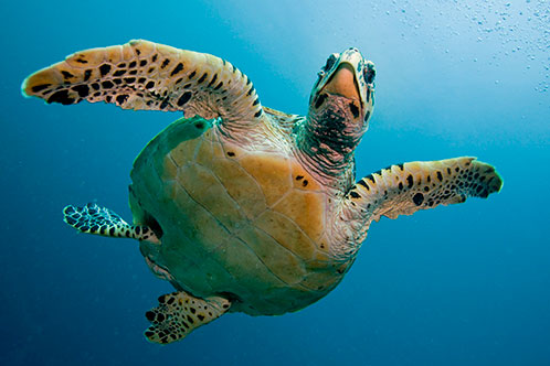 Exploraciones ecológicas. SoloCruceros.com