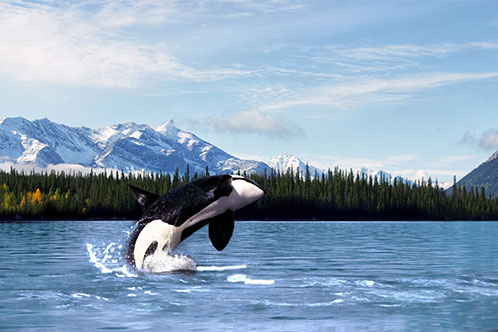 Destinos de Holland. SoloCruceros.com