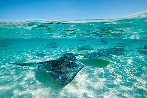 Medio Ambiente, Holland. SoloCruceros.com