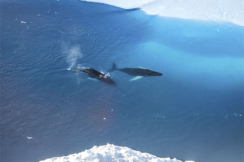 Medio Ambiente y Sostenibilidad, Silversea. SoloCruceros.com