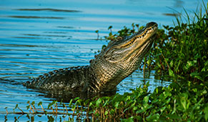 Visita los caimanes de Everglades. SoloCruceros.com