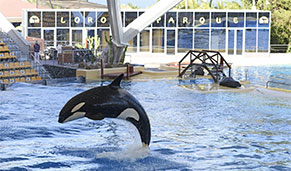 Loro Parque, Tenerife, ideal para niños. SoloCruceros.com