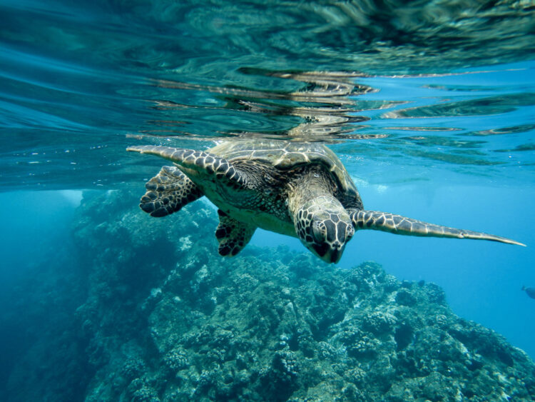 islas-galapagos-un-crucero-de-lujo-en-la-cuna-de-la-biodiversidad